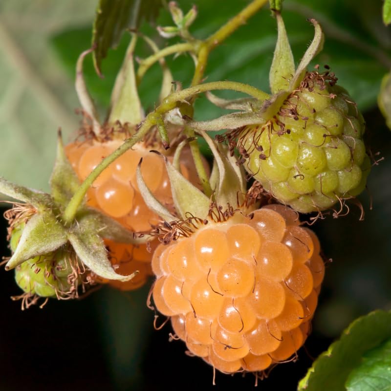 Pack 2 Fall Gold Raspberry Plants Live, Size 5-9 Inch Tall, Raspberry Trees Live Plants, Sweet Raspberry Bush Shrub
