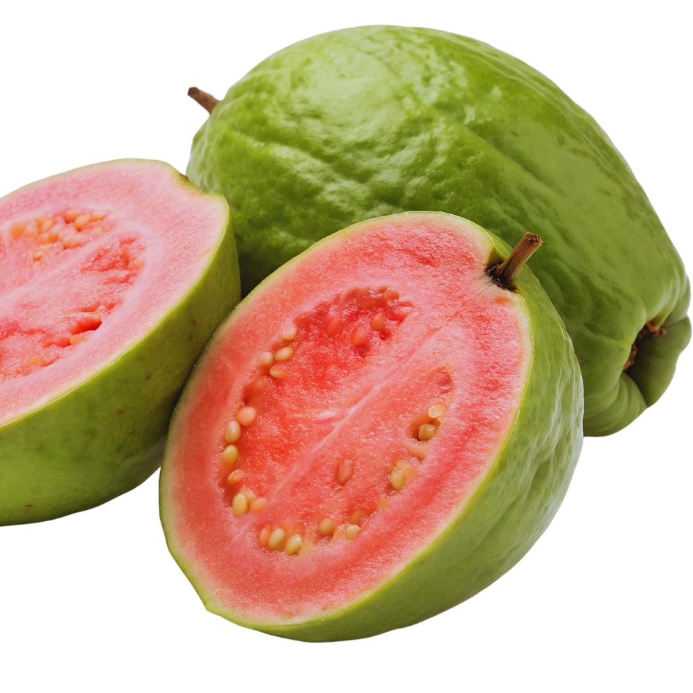 Guava Tree Plant Live, Pink Guava Plant, 6 to 10 Inc Tall, Indoor Outdoor Backyard Fruit Tree
