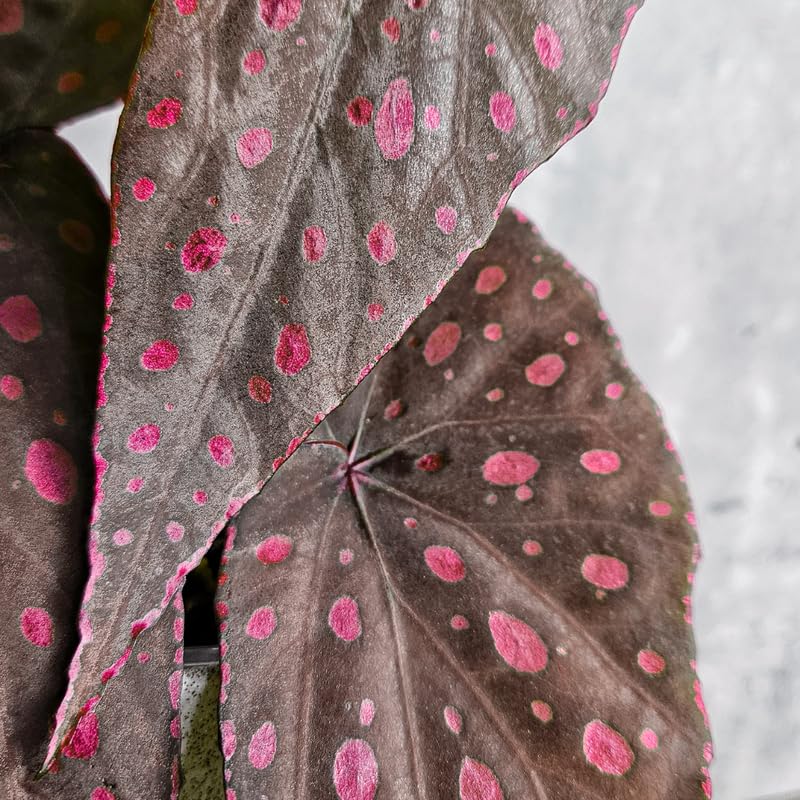 Combo 3 Polka Dot Pink Begonia Angel Wing Plants Live, Begonia Maculata Live Plant, Begonias Live Plants Outdoor, 4 to 8 Inc Tall