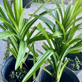 Pandan Live Plant 2ft Tall, Pandan Edible Plant Live for Grow Indoors Outdoor, Tropical Herb Plants