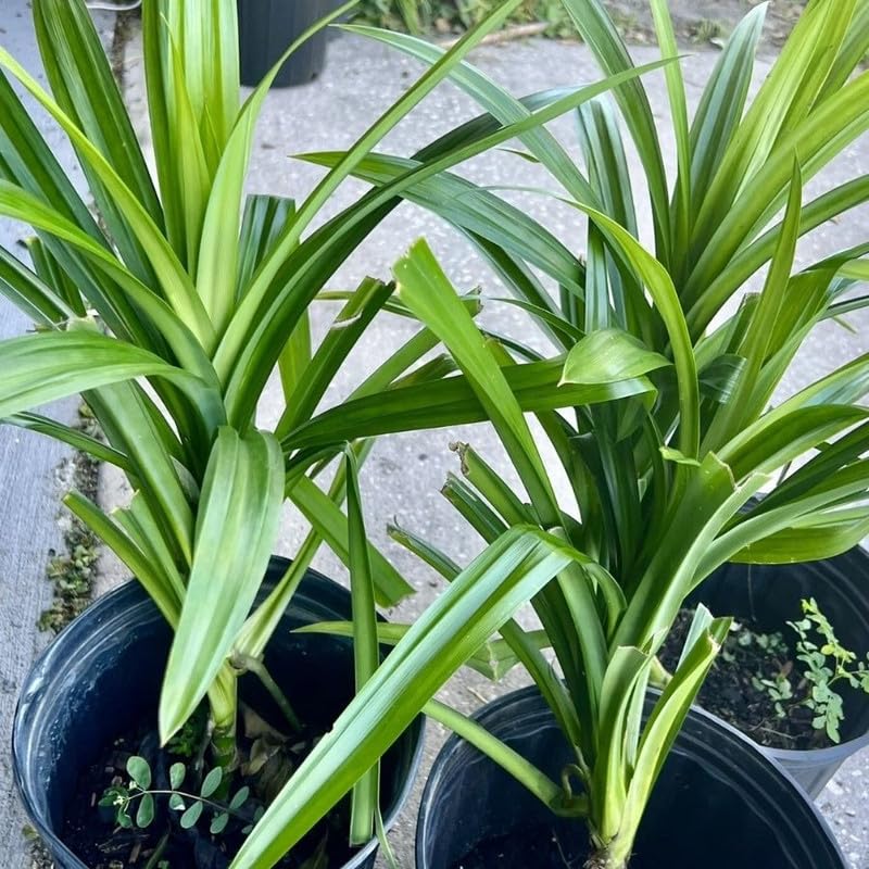 Pandan Live Plant 2ft Tall, Pandan Edible Plant Live for Grow Indoors Outdoor, Tropical Herb Plants