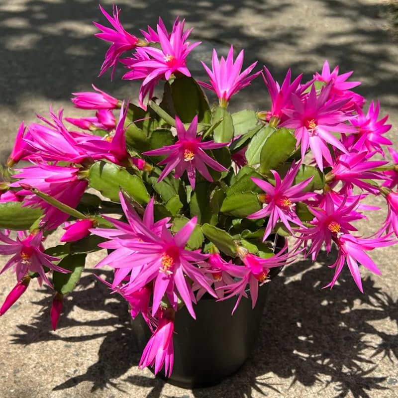 3 Pink Christmas Cactus Plants Live, Thanksgiving Cactus Easter Cactus Live Plants, 4-8 Inch Height, Holiday Blooms for Outdoor Spaces, No Pot, Bareroots