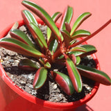 Peperomia Live Plant in 4" Pot, Easy-Care Indoor Trailing Houseplant Succulent Live (Ruby Peperomia)