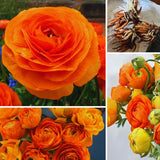 25 Orange Large Ranunculus Bulbs for Planting, Ranunculus Corms, Buttercup Flower Bulbs Spring Fall Growing