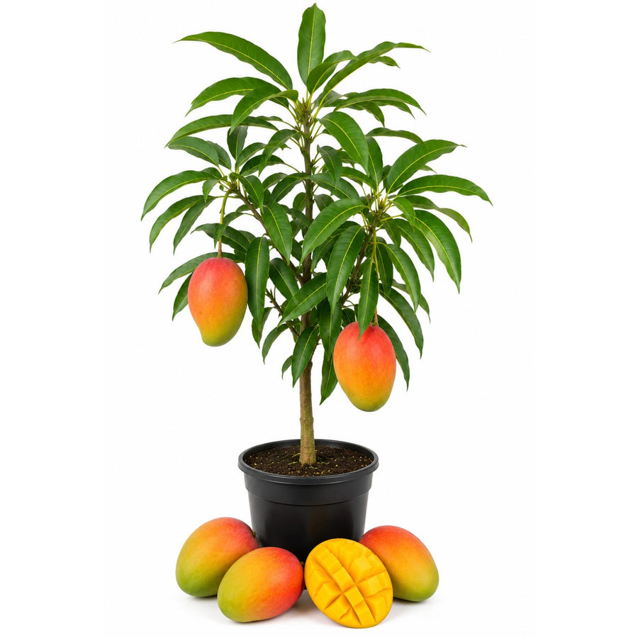 Live Mango Tree 22-26'' Tall in 1 Gallon Pot, Tropical Sweet Fruit Tree, 2 Ft Young Plant, Ready to Grow Outdoor