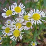 2 Daisy Flower Plants Live Gardening, 6 Inc Potted, Yellow White Daisy Plant Live for Growing