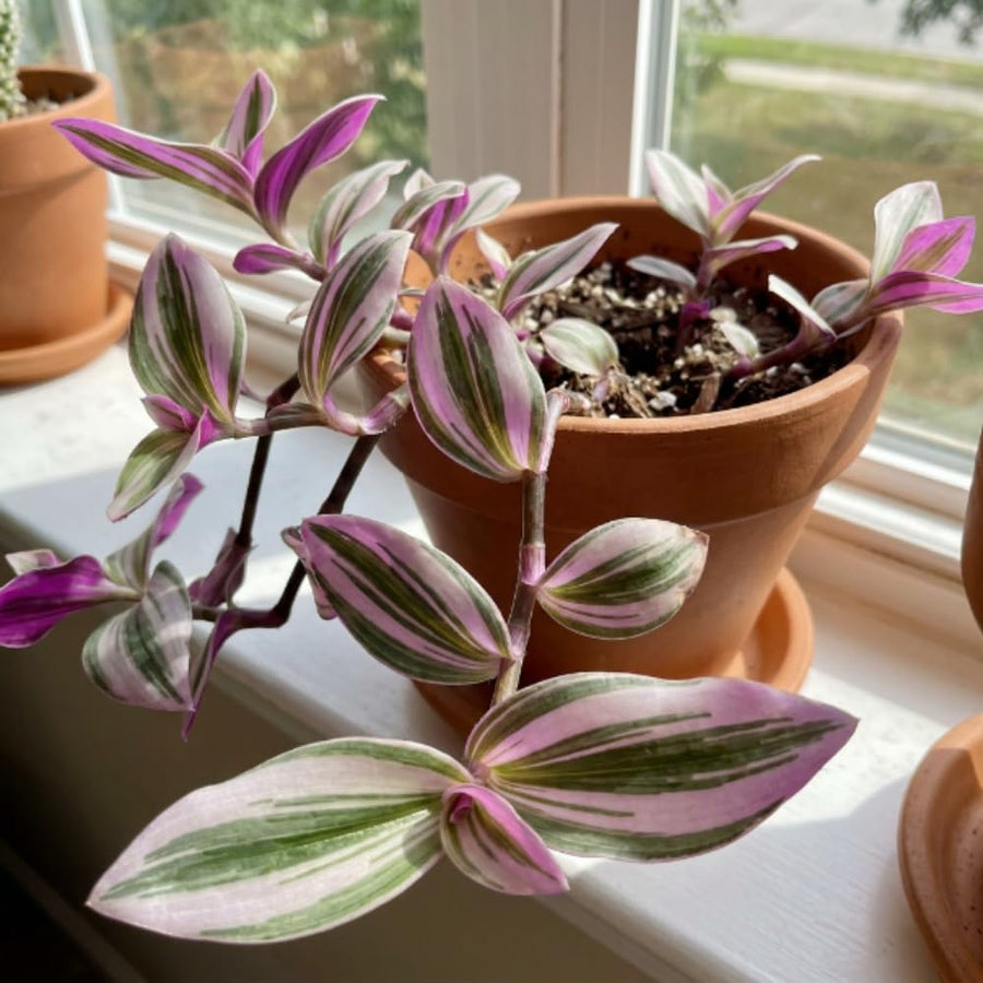 Wandering Jew Plant Live, Tradescantia Nanouk Plant Live 4-7 Inch Tall, Colorful Purple Pink Foliage for Indoor Outdoor Houseplant