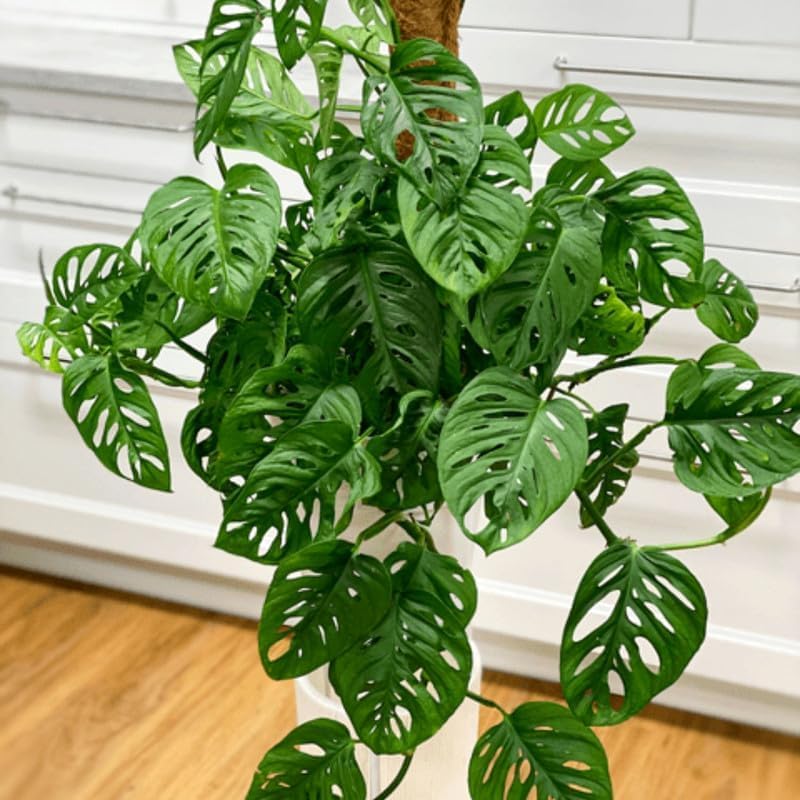 Monstera Adansonii Live Plants, Swiss Cheese Plants Live, 4 to 6 Inches Tall, 2 Plants, Live House Plants Planting