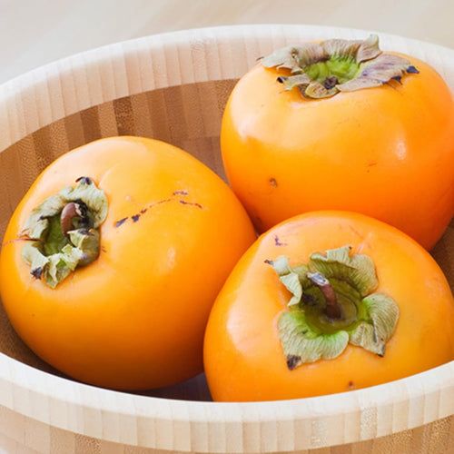 American Persimmon Trees Live Plants, Quart Pot Size, 6-12" Tall Well Rooted for Planting Outdoor, Zones 7-9, Well Rooted Tree