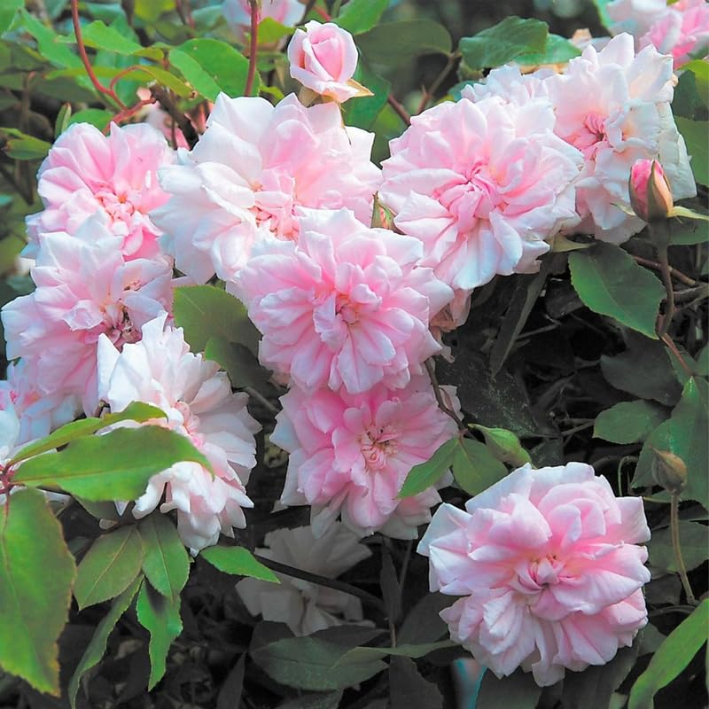 Light Pink Climbing Roses Live Plants 7 Months Old, Rose Bushes Ready to Plant 5-9" Tall, Very Fragrant, Can Grow As Climber or Bush Tree or Trellises, Walls, Fences