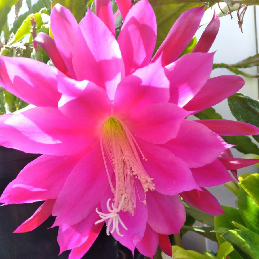 Epiphyllum Orchid Cactus Live Plant, 2 Plants Per Pot, Blooming Orchid Cactus for Indoor or Outdoor Growing (Pink Epiphyllum)
