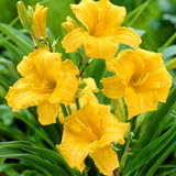Pack 10 Daylily Bulbs for Planting Spring, Fast Blooming Hardy Perennial Lily Bare Roots for Outdoor Growing (Yellow Day Lily)