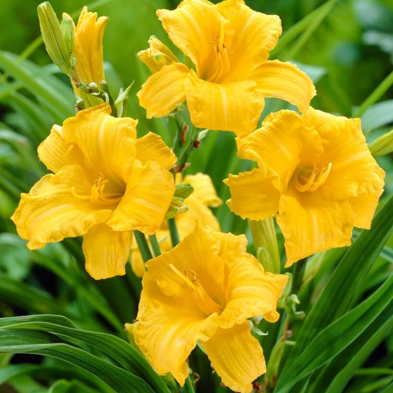 Pack 10 Daylily Bulbs for Planting Spring, Fast Blooming Hardy Perennial Lily Bare Roots for Outdoor Growing (Yellow Day Lily)