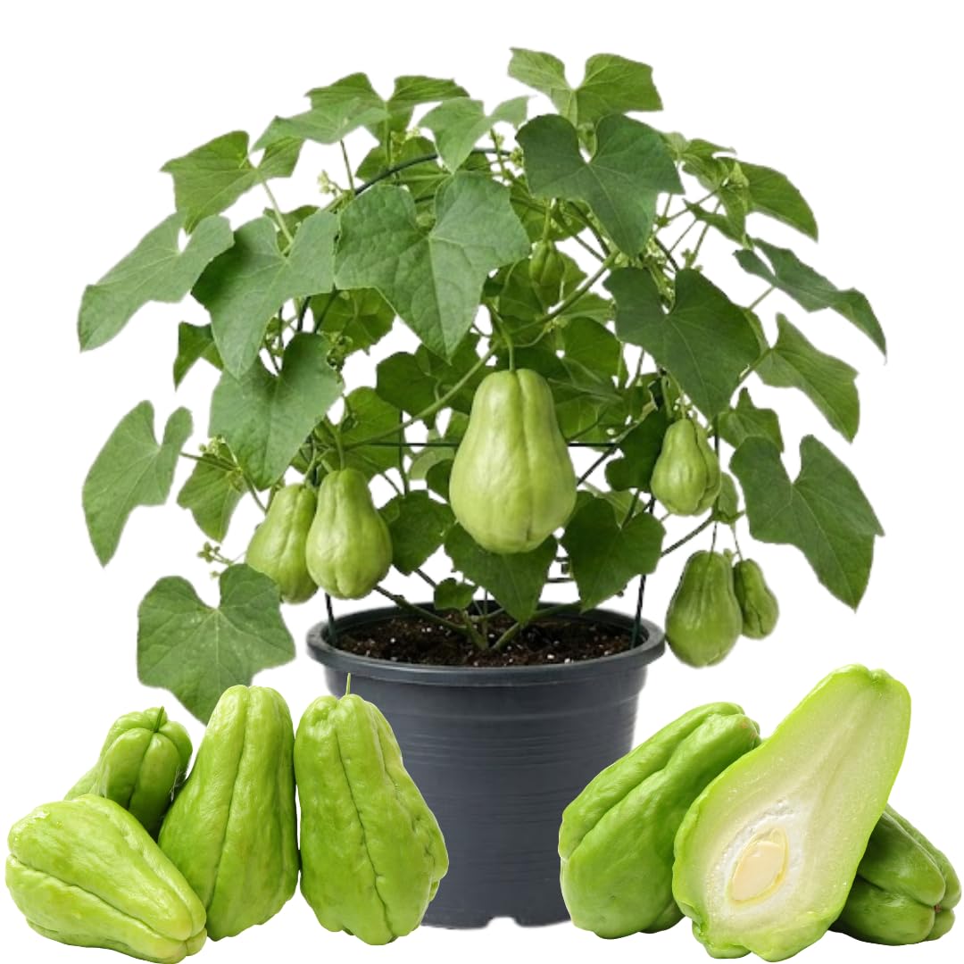 Live Chayote Squash Plant, Green Chayote Squash, Vegetable Plant Live, 8 to 10 Inches Tall for Outdoor Garden