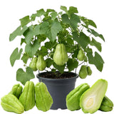 Live Chayote Squash Plant, Green Chayote Squash, Vegetable Plant Live, 8 to 10 Inches Tall for Outdoor Garden