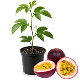 Purple Passion Fruit Plant, 6-8 Tall Passiflora Plants in 4 Inch Pot, Tropical Passion Fruit Vine for Outdoor Growing, Passionfruit Seedling