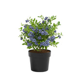 Blueberry Bushes Live Plant, Sweet Blueberry Fruit Tree 2-2.5 Ft Tall, Edible Fruit Bearing Tree for Container and Garden Growing