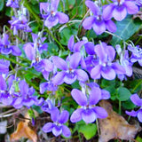 24 Common Blue Violet Live Plants Ground Cover Bush, Blue Purple Bloom Colors for Growing, Bare Roots