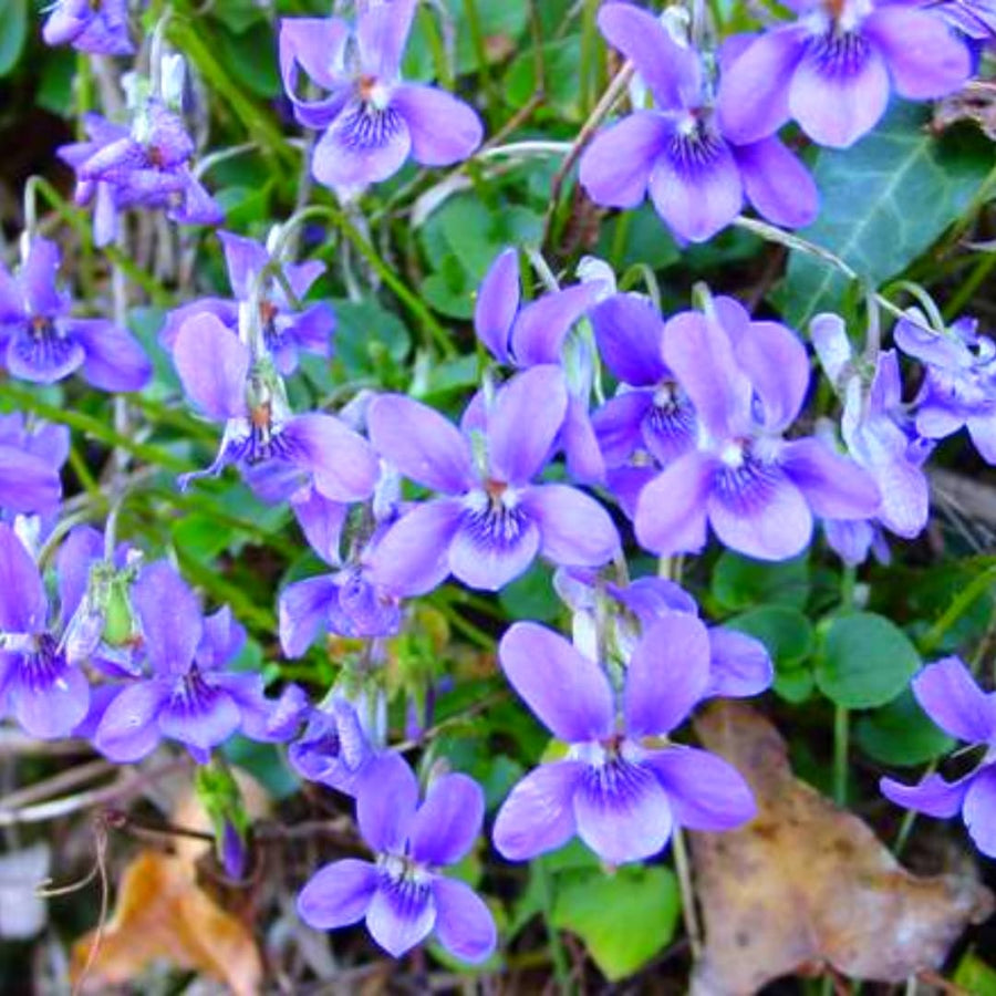 24 Common Blue Violet Live Plants Ground Cover Bush, Blue Purple Bloom Colors for Growing, Bare Roots