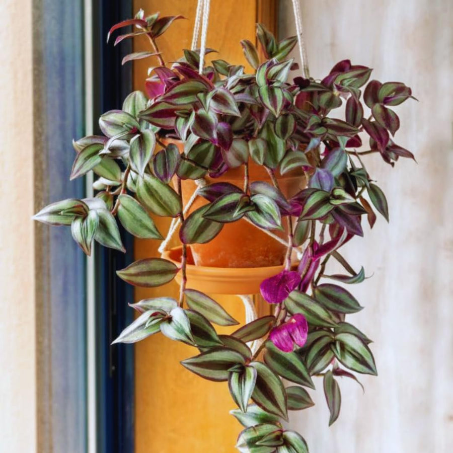 Purple Wandering Jew Live Plant, Tradescantia Wandering Jew Plant Live, Succulent Plant Live for Growing Hanging Basket Plant, 4 Inc Pot