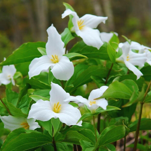 Set of 20 White Trillium Bulbs, Large Bulbs, Trillium Bulbs for Planting, Trillium Bulbs Bulk for Garden, Trillium Flower Bulbs, Ready to Plant