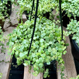 Peperomia String of Turtles Plant Live, Trailing Indoor Succulent, 6 Inch Pot, Easy Care Houseplant
