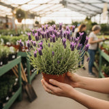 Lavender Plant Live in 3'' Pot, Fragrant Lavender Flowering Herb for Indoor Outdoor Planting, Ready to Grow (Spanish Lavender)