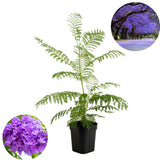 Jacaranda Tree Live Plant, 3-6'' Tall, Jacaranda Tree Plant Live for Outdoor Planting, Live Jacaranda Plant, Purple Blooms, Ready to Grow