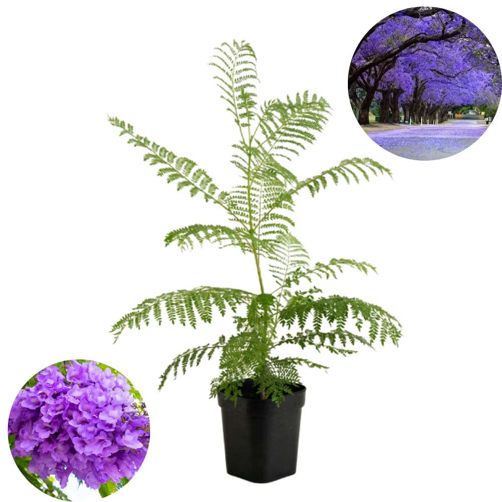 Jacaranda Tree Live Plant, 3-6'' Tall, Jacaranda Tree Plant Live for Outdoor Planting, Live Jacaranda Plant, Purple Blooms, Ready to Grow