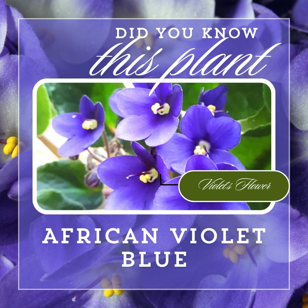 African Violets Live Plants, African Violet Plant Live in 4 Inches Pot, Violets Flowers Houseplant, 4-7 Inches Tall for Home Office Decor (Blue)