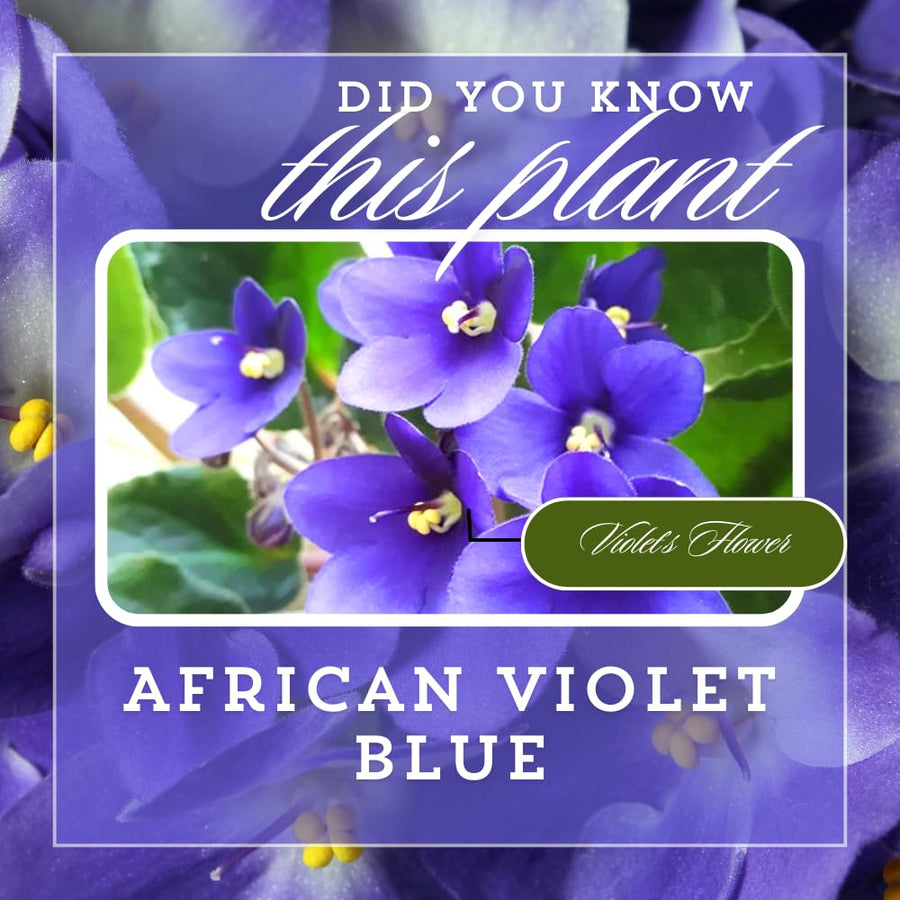 African Violets Live Plants, African Violet Plant Live in 4 Inches Pot, Violets Flowers Houseplant, 4-7 Inches Tall for Home Office Decor (Blue)
