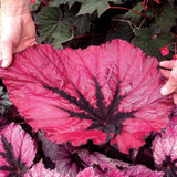 Set 3 Begonias Live Plants, Rare Red Begonia, No Pot, Starter 4 to 8 Inc Tall, Indoor Outdoor Houseplant