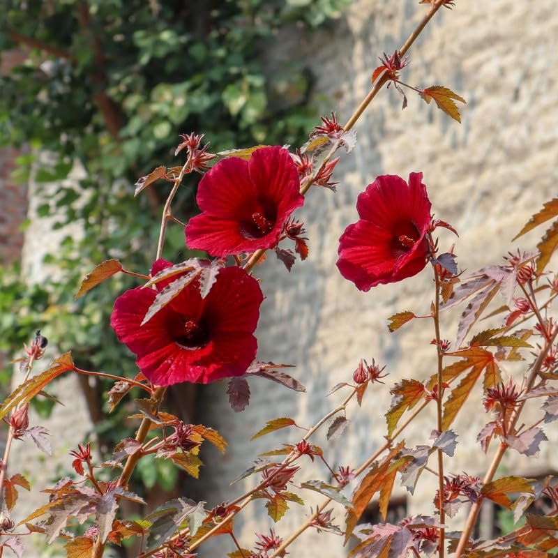 Cranberry Hibiscus Plants Live, 2 Live Plants, Live Red Hibiscus Plant Starter Plants, 3 Inches and 6 Inches in Height