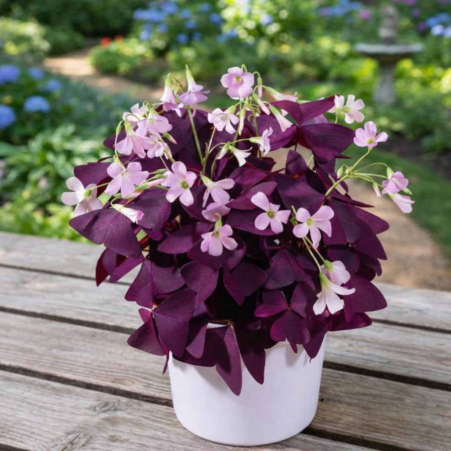 Live Purple Shamrock Plants, Deep Purple Oxalis, 4-8 Inches Tall in 4 Inch Pot Hardy Perennial for Growing