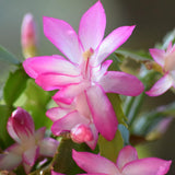 Pink Christmas Cactus Plants Live, 4 to 6 Inch Tall Live Christmas Cactus Bare Roots, Perennial Well Rooted Flower Plants, Holiday Houseplant, No Pot