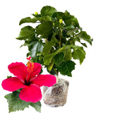 Hibiscus Flower Plant, Hibiscus Plants Live, Tropical Hibiscus Plant, Red Hibiscus, Zone 10 to 12, Size 5 to 7 Inch Tall