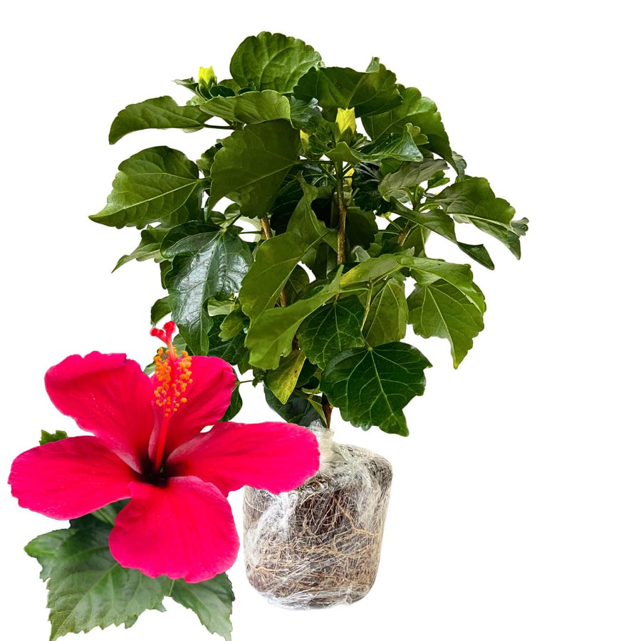 Hibiscus Flower Plant, Hibiscus Plants Live, Tropical Hibiscus Plant, Red Hibiscus, Zone 10 to 12, Size 5 to 7 Inch Tall