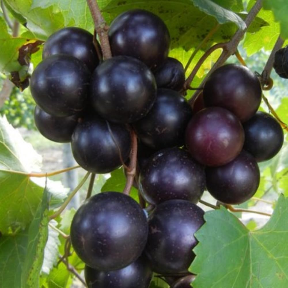 Muscadine Grape Vine Plant Live, Grape Plant Live Grape Tree, in 4" Pot Grape Fruit Tree for Planting