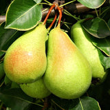 Pear Tree Live Plant 2-3 Feet Tall, Bareroot, Pear Fruit Tree Plant Live, Pear Plant Live for Planting, Live Pear Tree Ready to Grow