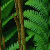 10 Fern Live Plants, Live Fern Plants, Cinnamon Ferns Bare Roots, Cinnamon Fern Plant, Cinnamon Fern Starter Plant for Growing Indoor