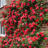 Climbing Rose Bushes Ready to Plant, Well-Rooted, Hardy Roses Tree 5 to 10 Inc Tall, Fragrant, Outdoor Planting (Red)