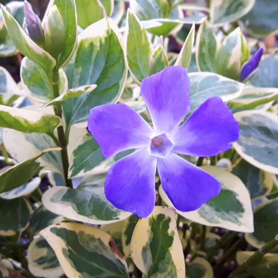 60Pcs Variegated Vinca Periwinkle Plants Live, Creeping Vinca Minor Vine Ground Cover, Starter Plants Perennial, Blue Lavender Flowers