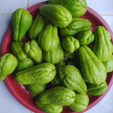 Chayote Squash Plant Live, Vegetable Plant Live, 8 to 10 Inc Tall
