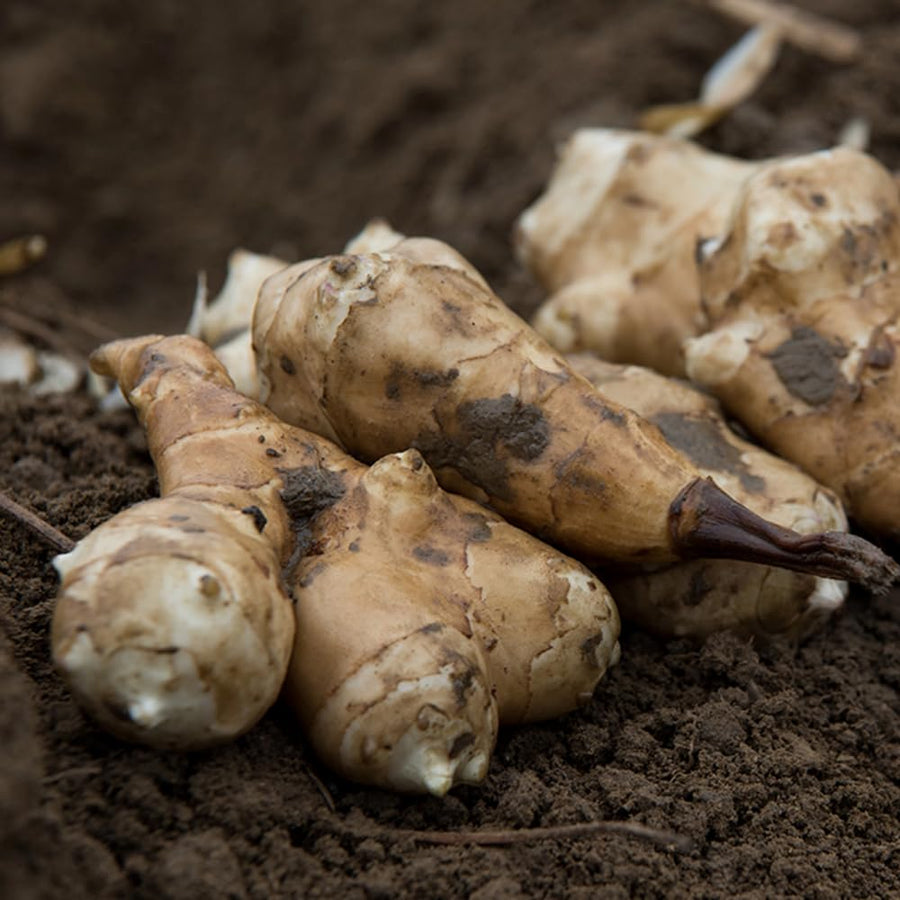 1Lb Jerusalem Artichoke Tubers, Sunchoke Jerusalem Artichoke Roots for Growing Home Garden