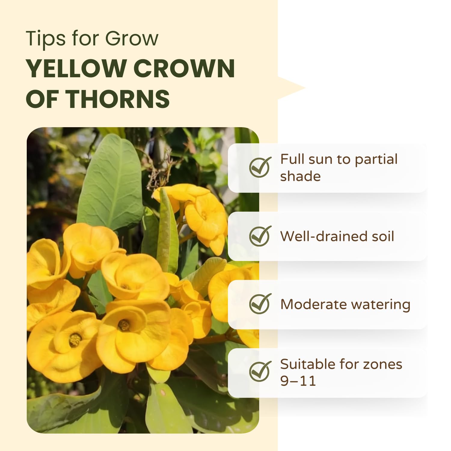 Crown of Thorns Live Plant, Red Euphorbia Milii Plant, Hardy Crown of Thorns Succulent for Outdoor Garden (Yellow)