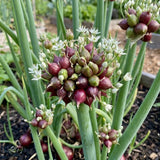 Set of 100 Walking Onion Seeds, Walking Onion Seeds for Planting, Hardy Perennial Vegetable for Pation, Indoor Outdoor Garden