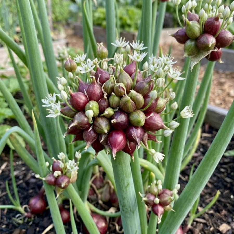 Set of 100 Walking Onion Seeds, Walking Onion Seeds for Planting, Hardy Perennial Vegetable for Pation, Indoor Outdoor Garden