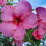 Hardy Hibiscus Plants Live, Pink Hibiscus Flowers Plants, 3 to 5Inc Long Starter Plants