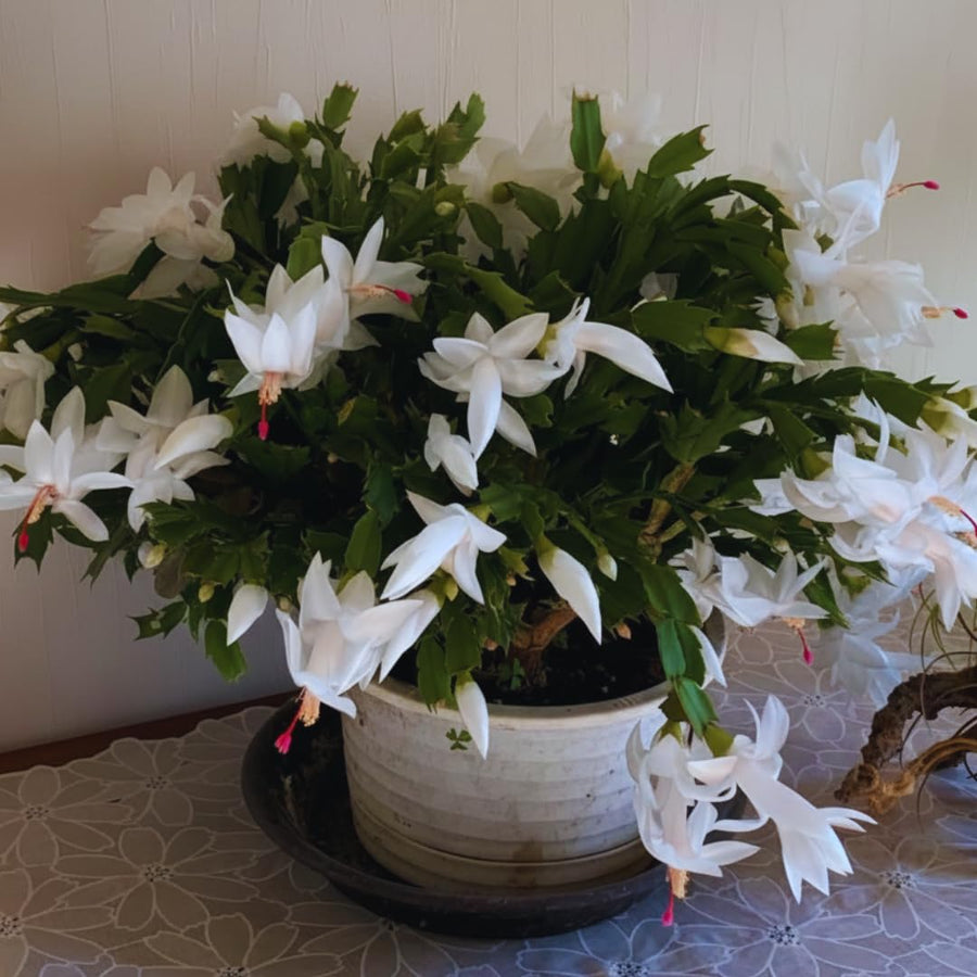 White Christmas Cactus Plant Live Christmas Cactus, Holiday Cactus Live Plant Pot, Houseplant, 5 to 7 Inc Tall