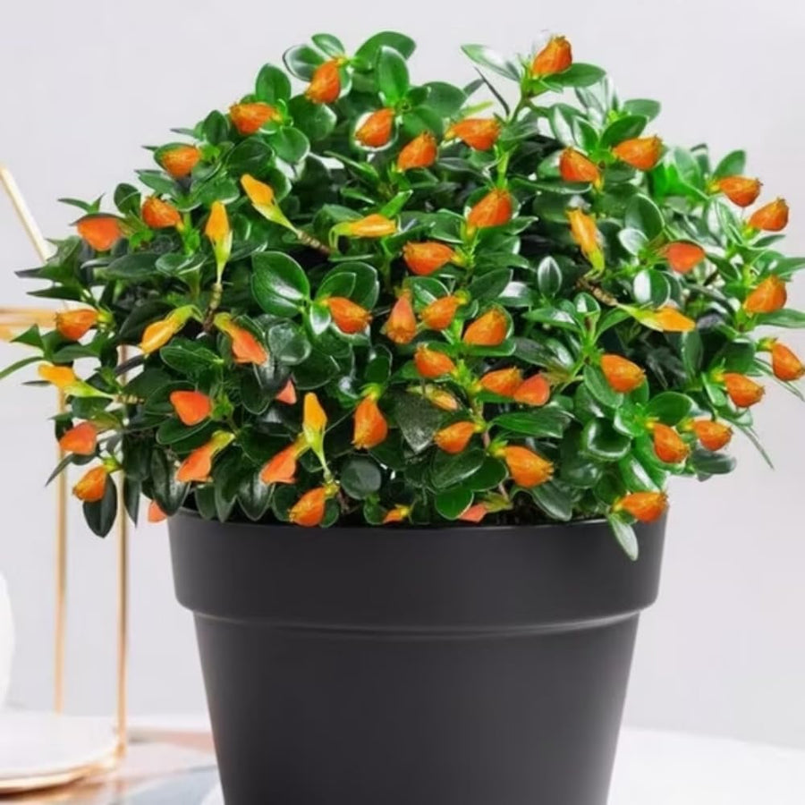 Goldfish Plant Live for Planting, Trailing Goldfish House Plant for Indoor Outdoor, Easy-Care Goldfish Live Plant, 4–7 Inches Tall, Vibrant Blooming Plant